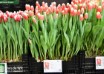 Tulipa Roman Empire ® (1)